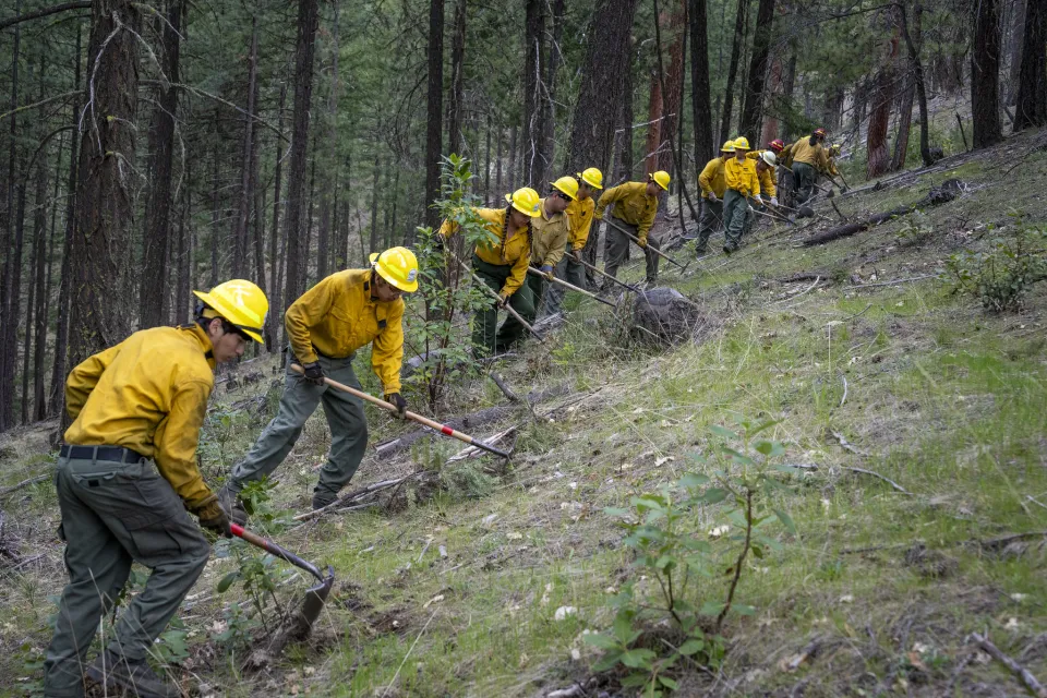 A line of workers in yellow shirts and yellow hard hards work with hoe-like tools in a pine forest, clearing dead brush.